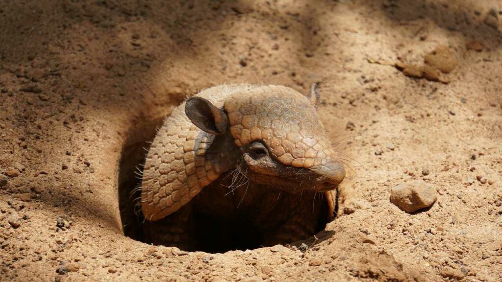 Armadillo