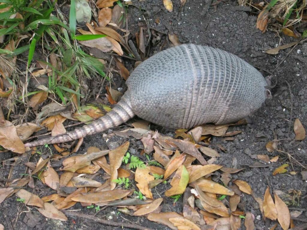 Armadillo