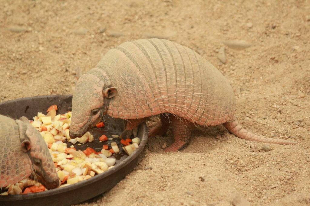 Armadillo