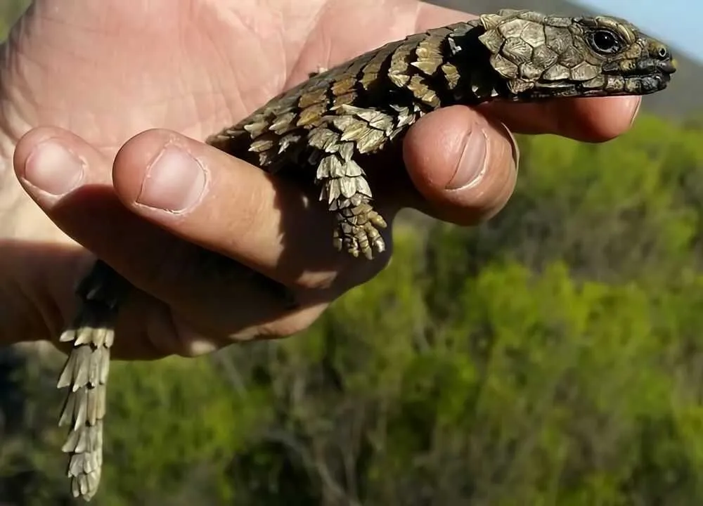 Armadillo Girdled Lizard