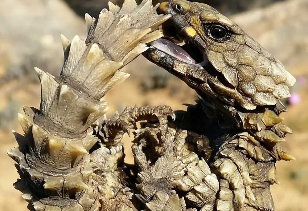 Armadillo Girdled Lizard