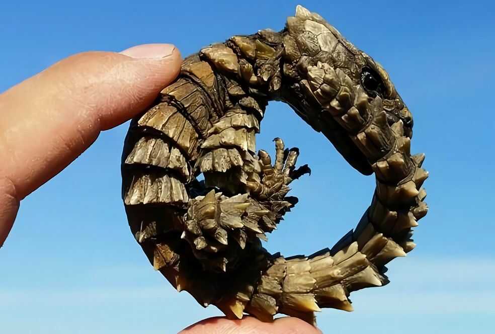 Armadillo Girdled Lizard