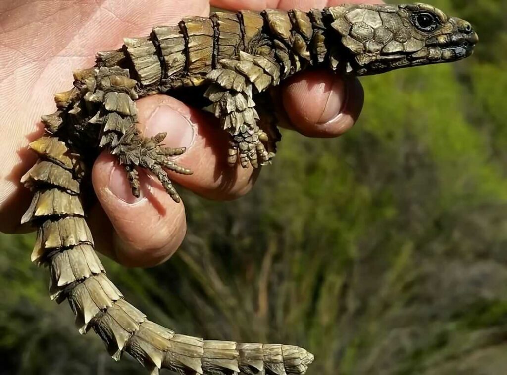 Armadillo Girdled Lizard