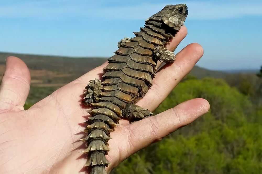 Armadillo Girdled Lizard