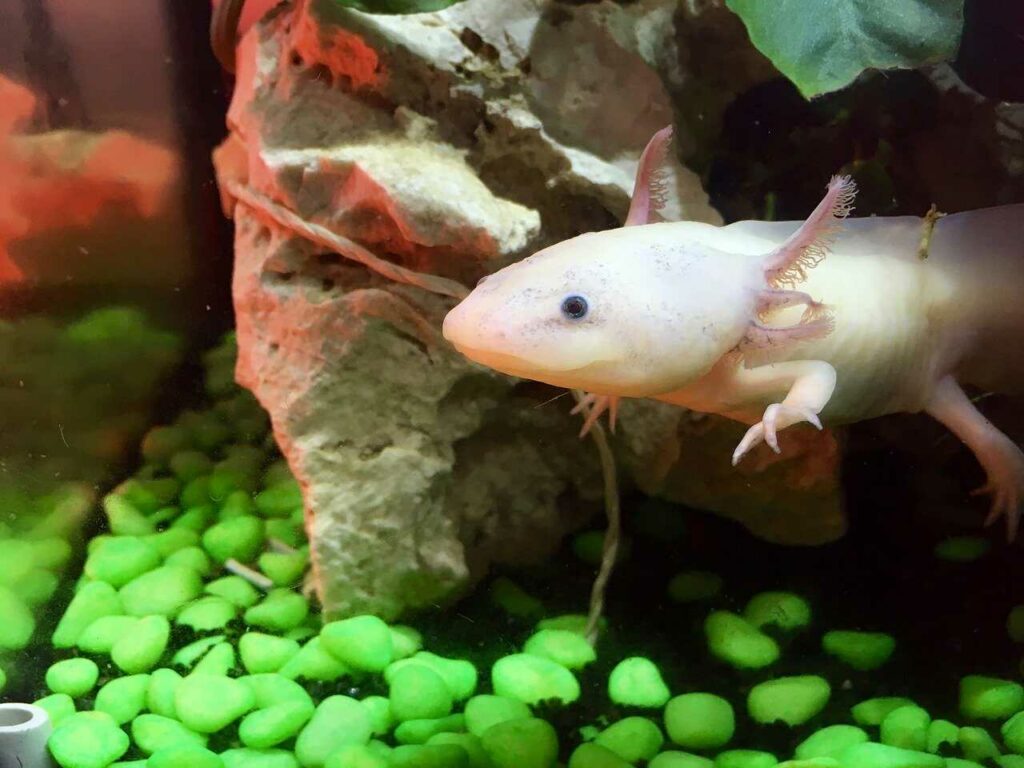 Axolotl