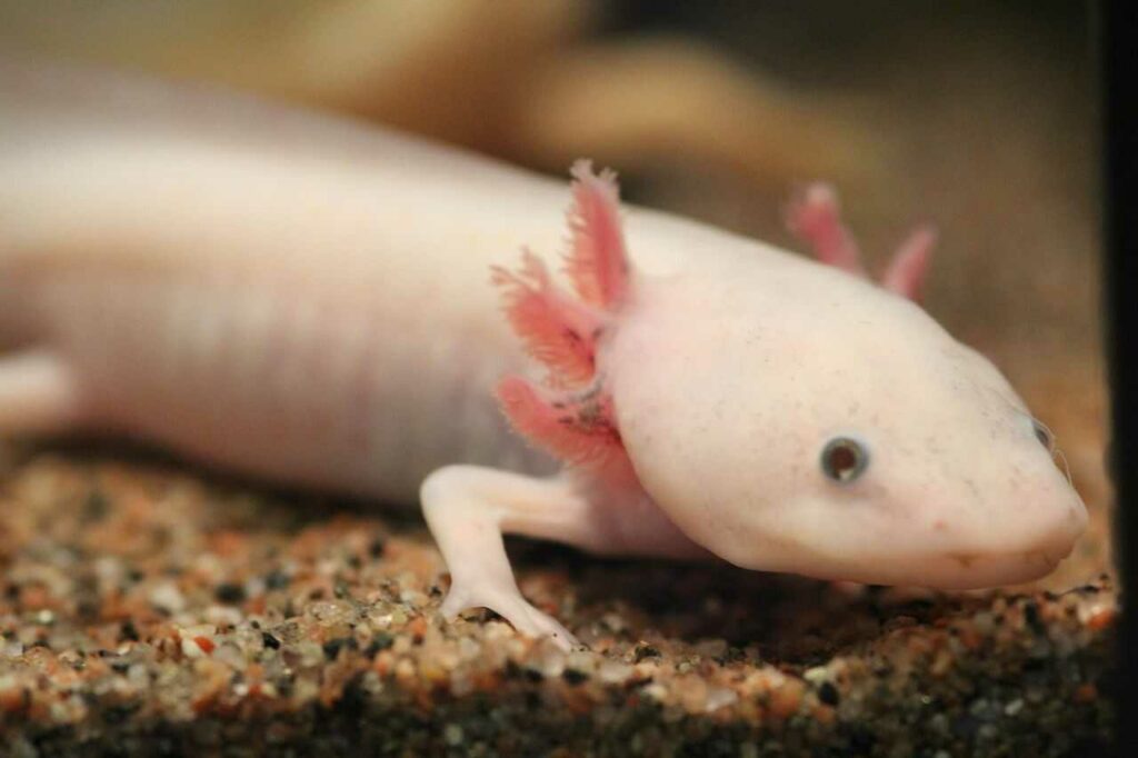 Axolotl