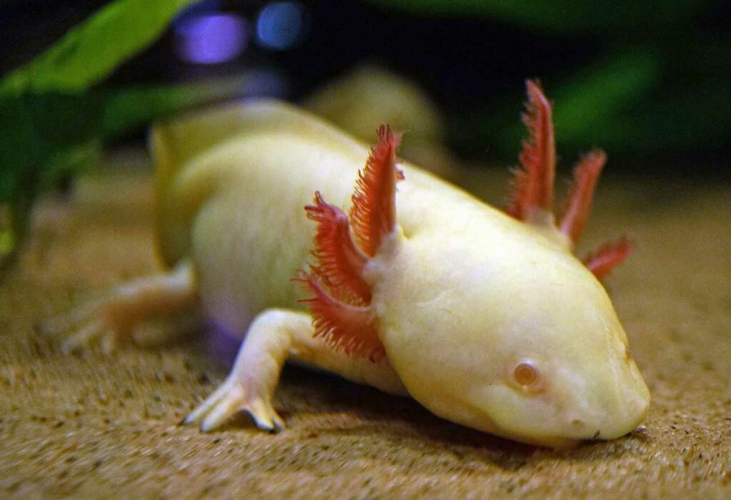 Axolotl