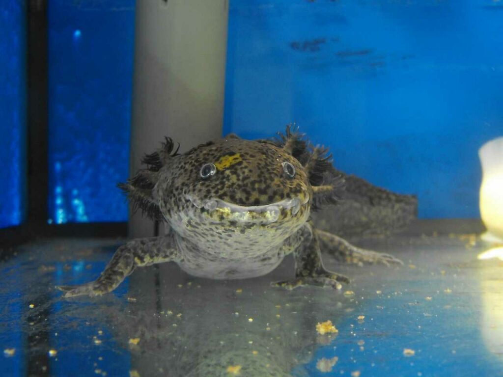 Axolotl