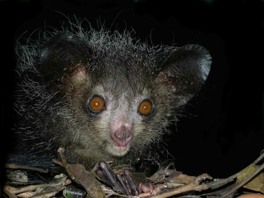 Aye-aye