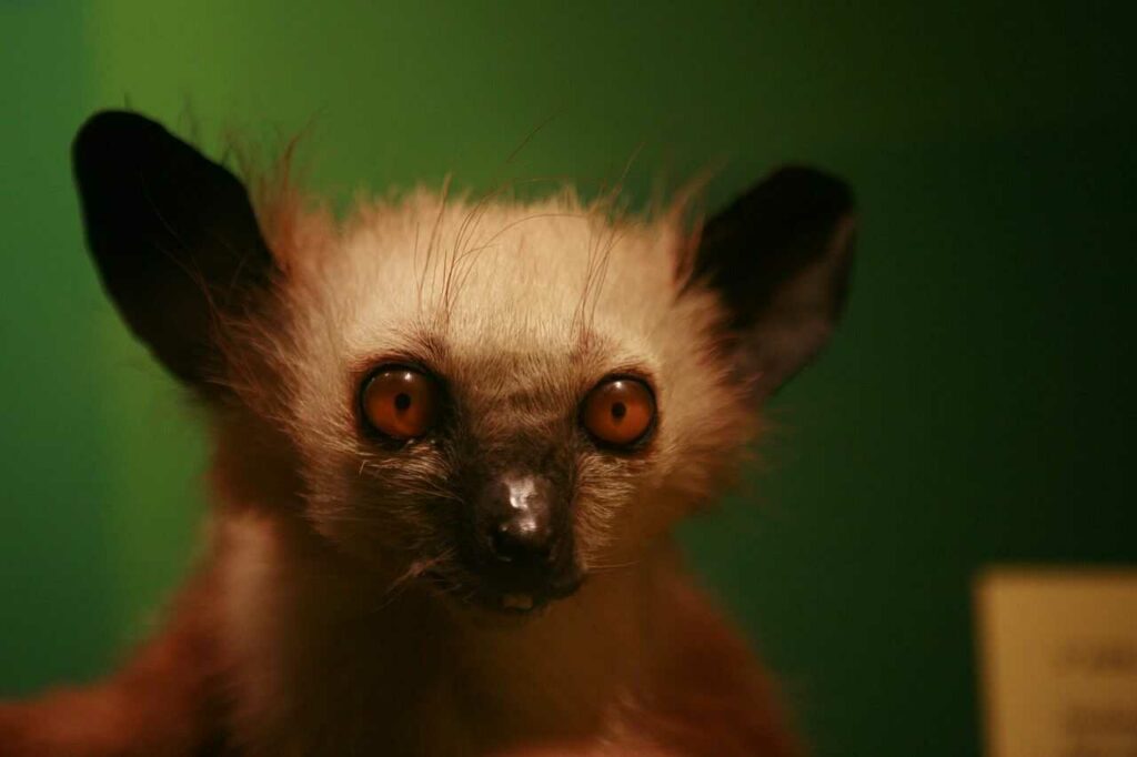 Aye-aye