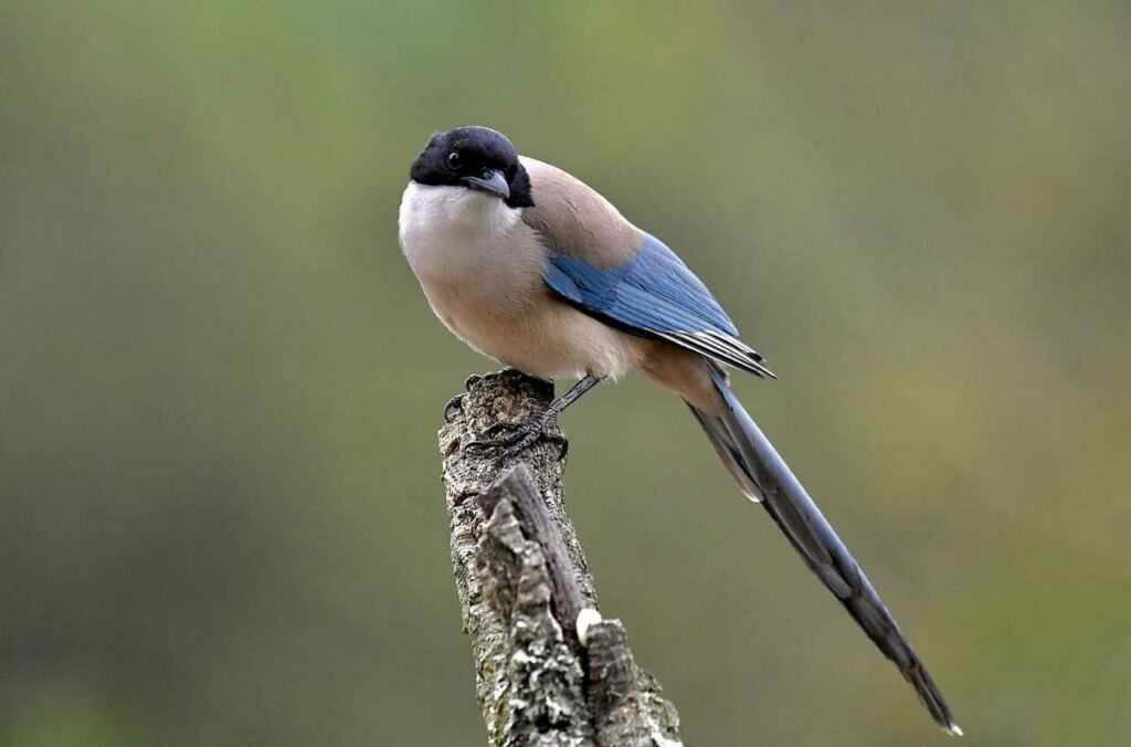 Azure-winged Magpie