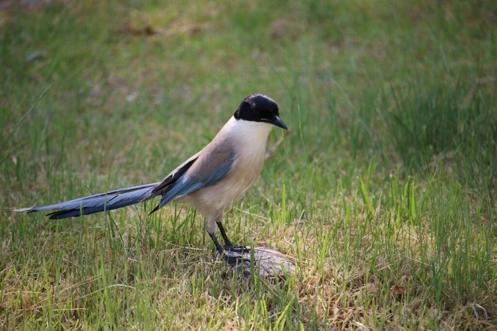 Azure-winged Magpie