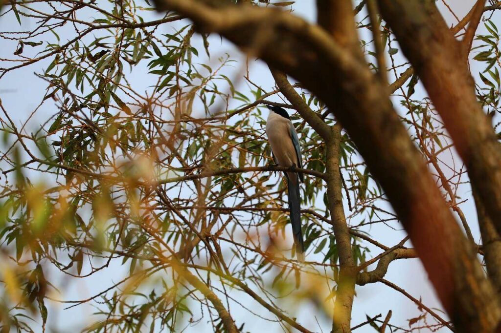 Azure-winged Magpie