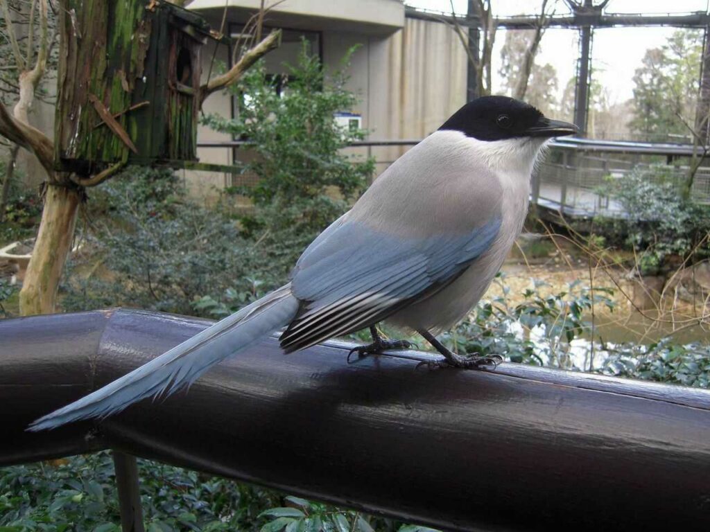 Azure-winged Magpie