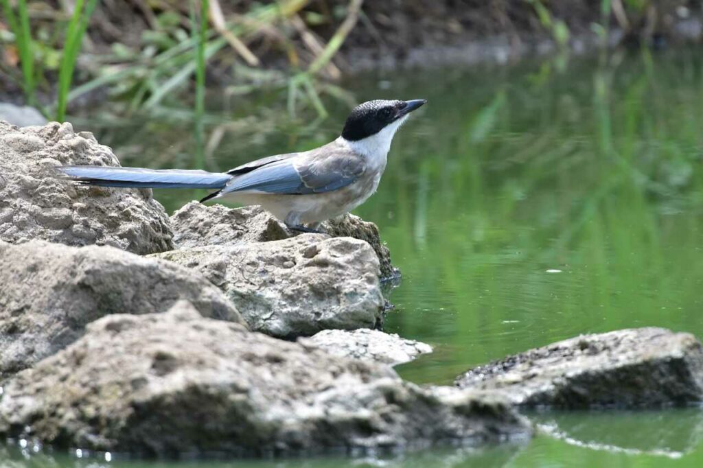 Azure-winged Magpie