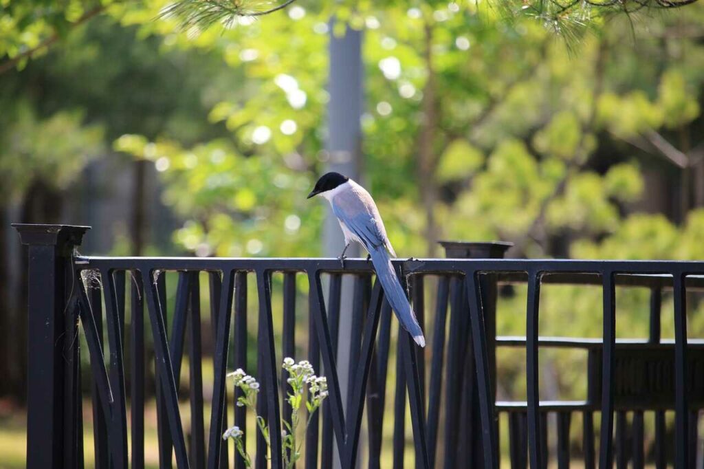 Azure-winged Magpie