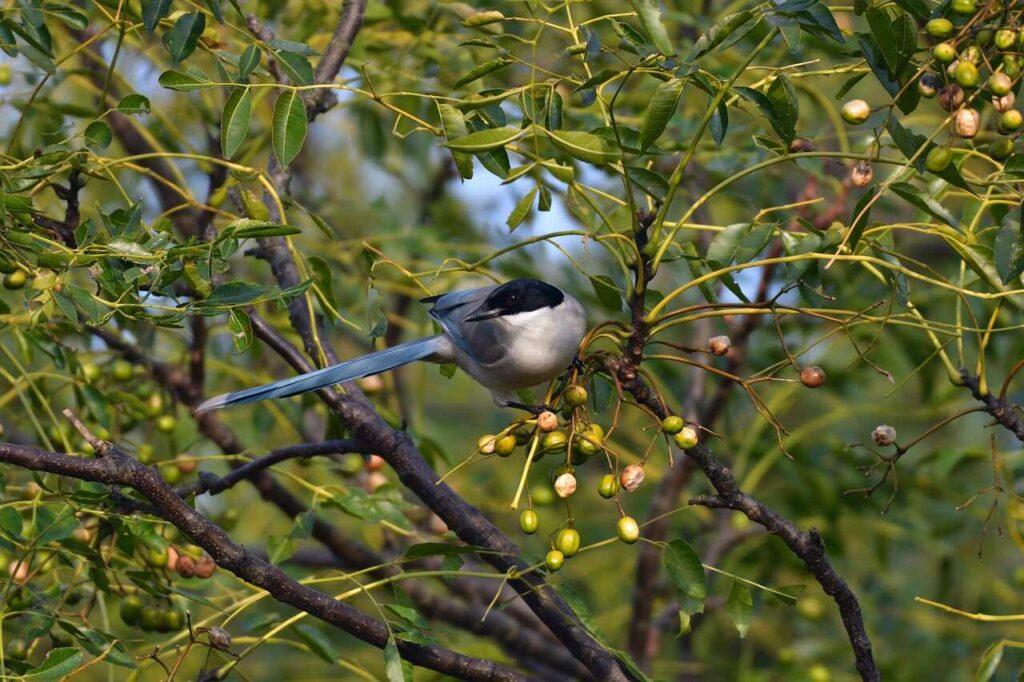 Azure-winged Magpie