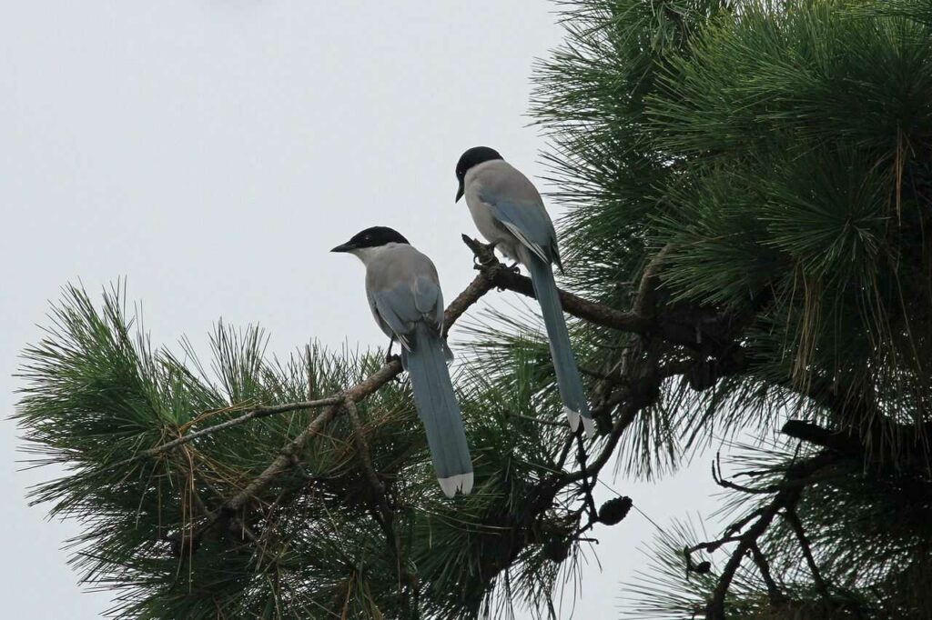 Azure-winged Magpie