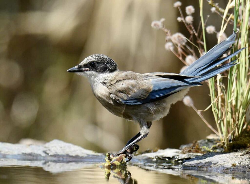 Azure-winged Magpie