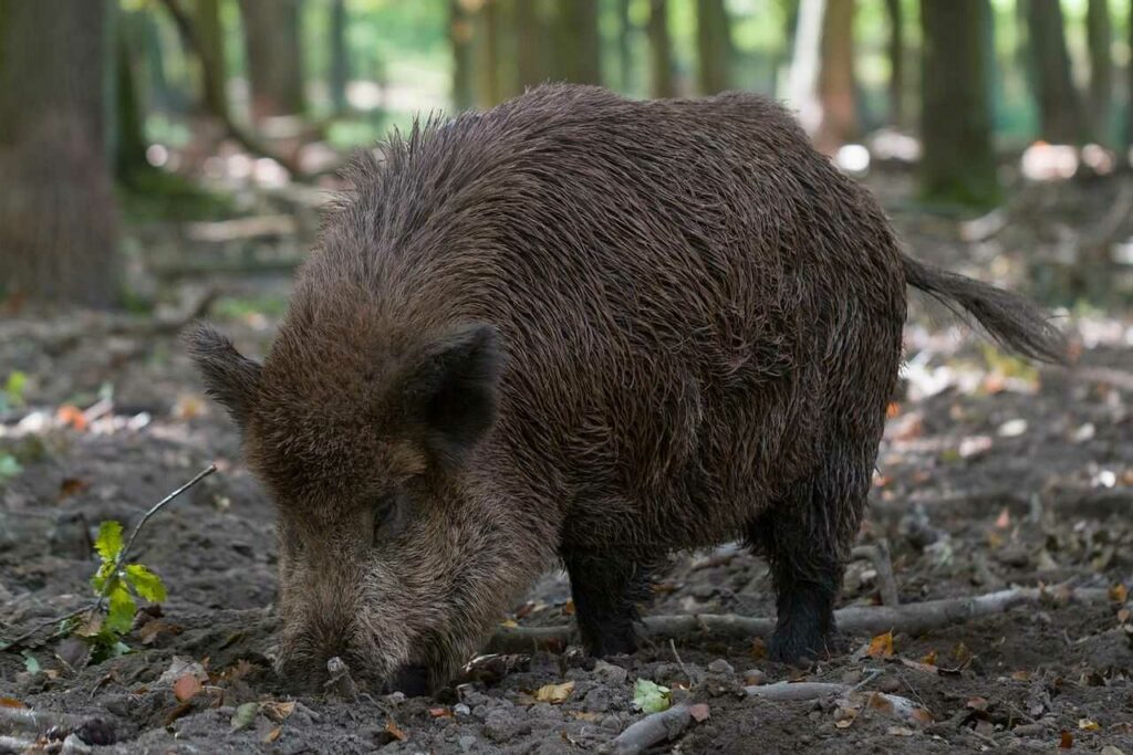 Babirusa