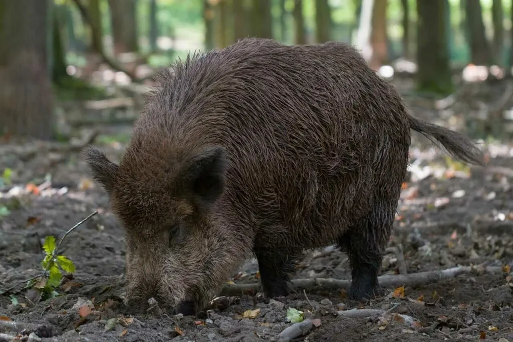 Babirusa