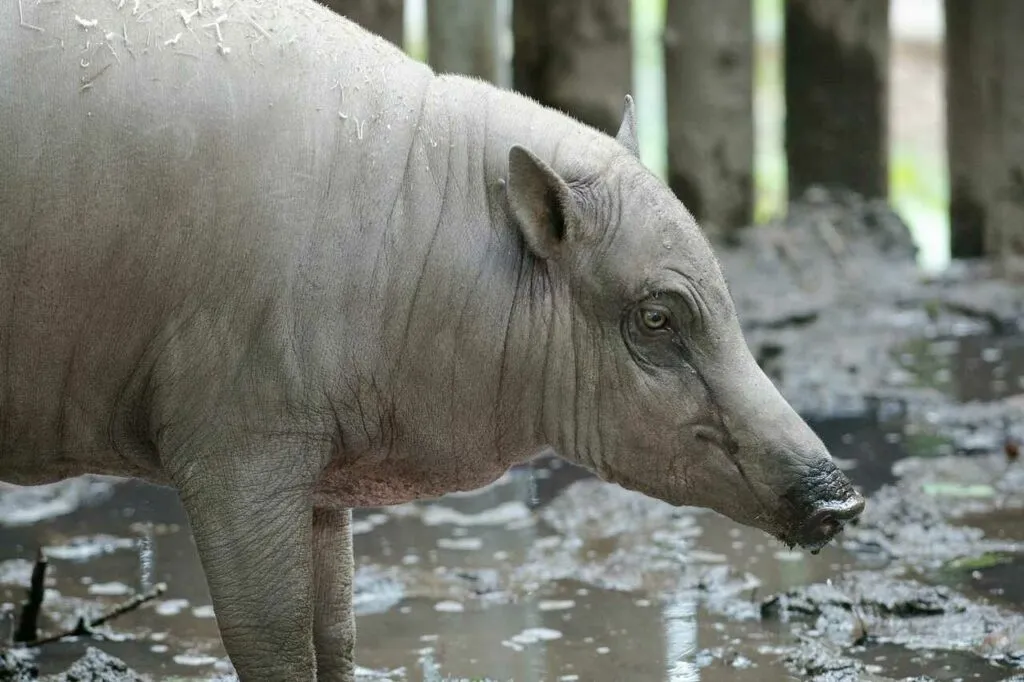 Babirusa