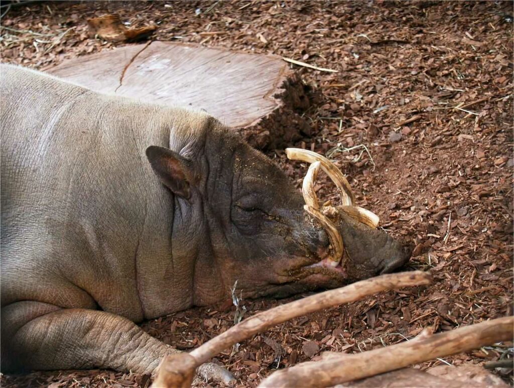 Babirusa