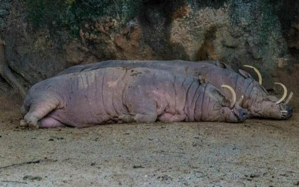 Babirusa