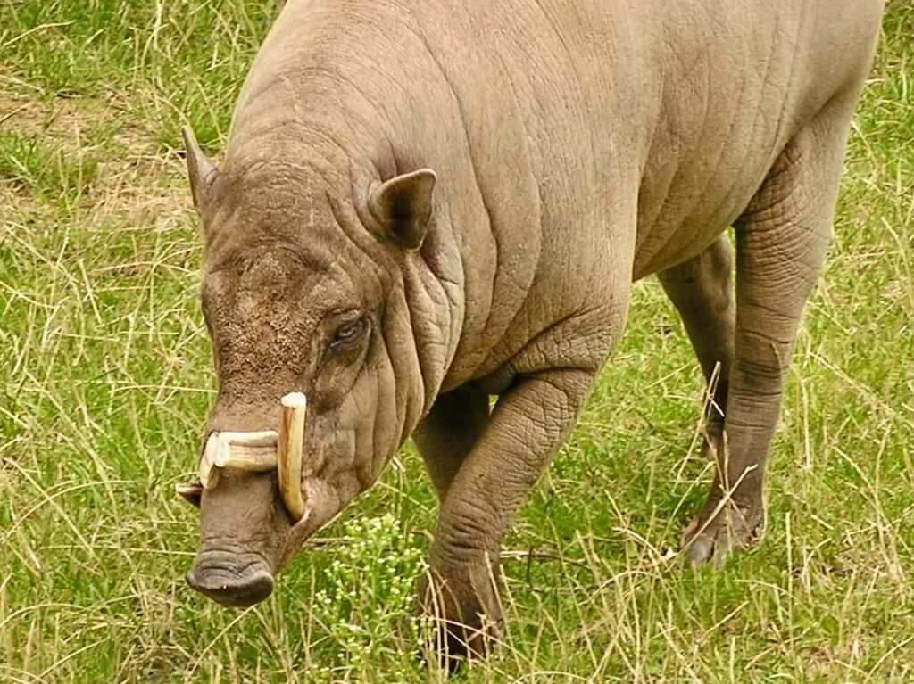 Babirusa