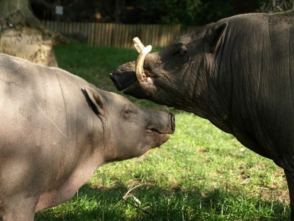 Babirusa