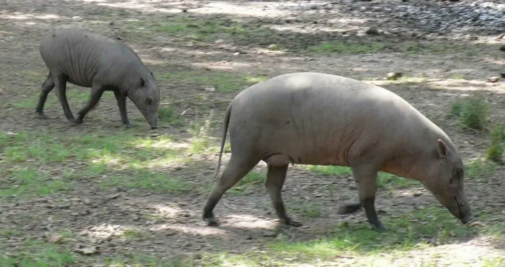 Babirusa