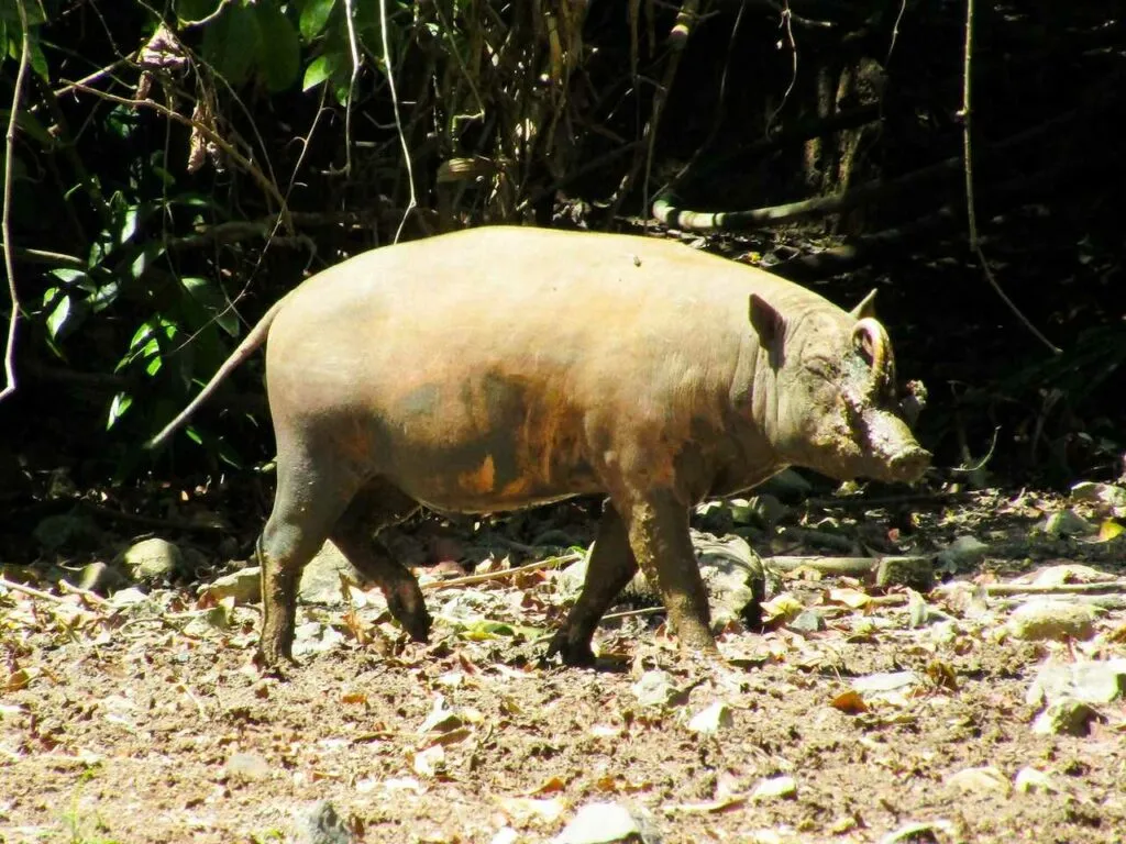 Babirusa