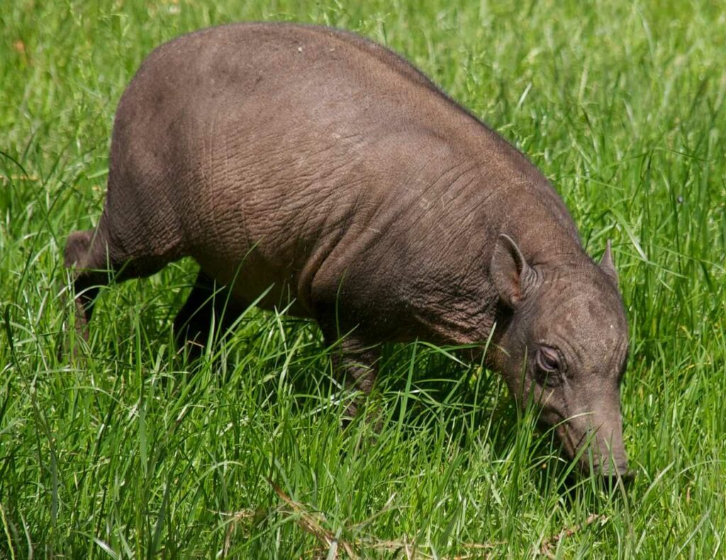 Babirusa