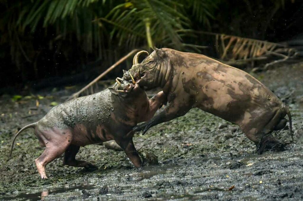 Babirusa