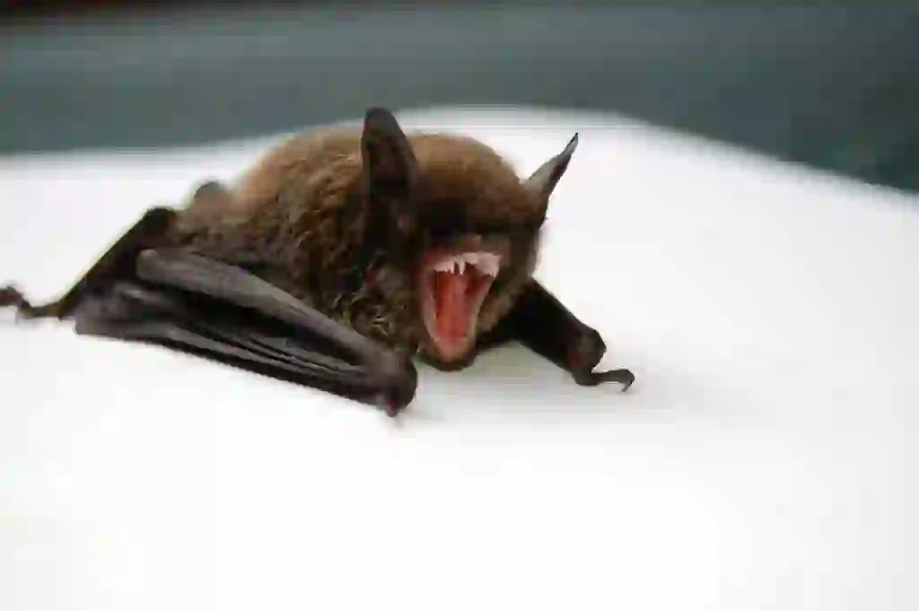 Bat