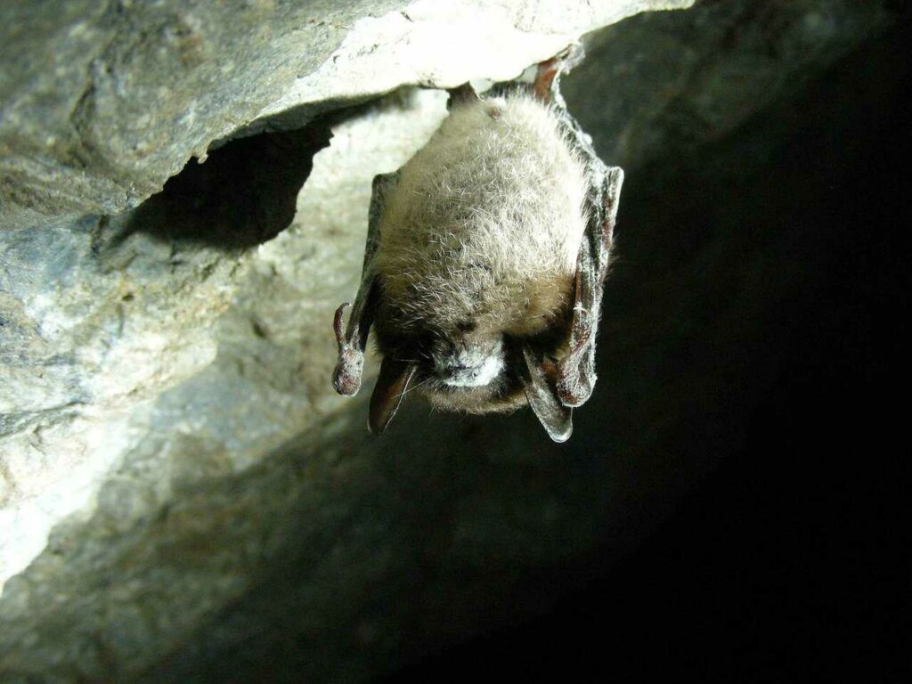 Bat