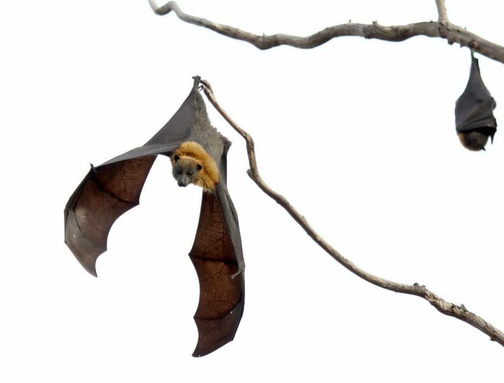 Bat