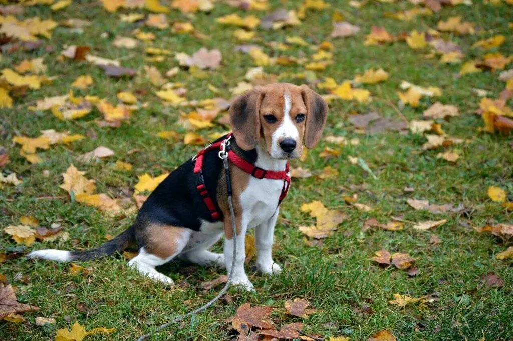 Beagle