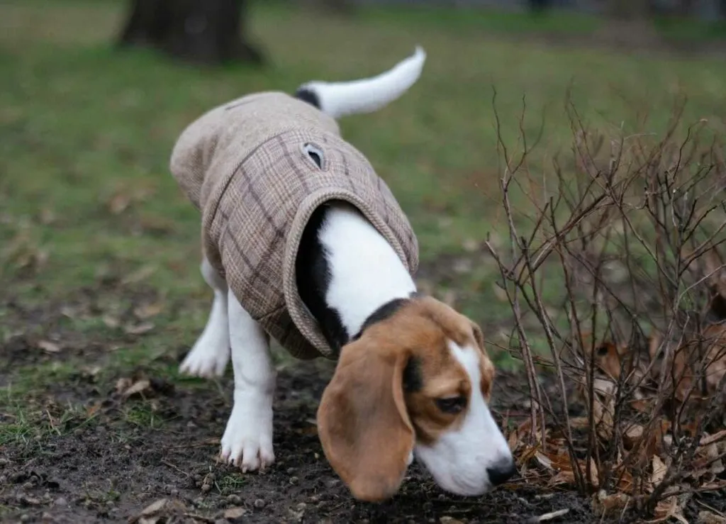 Beagle