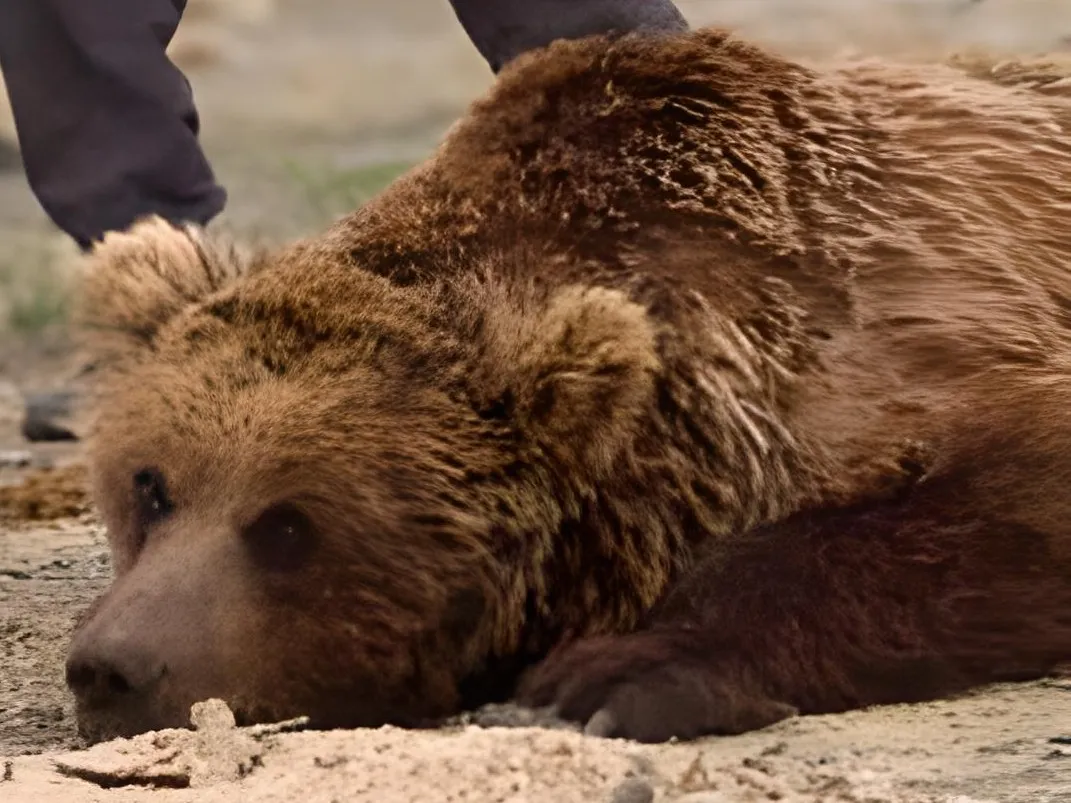 ゴビ砂漠を歩くゴビヒグマ