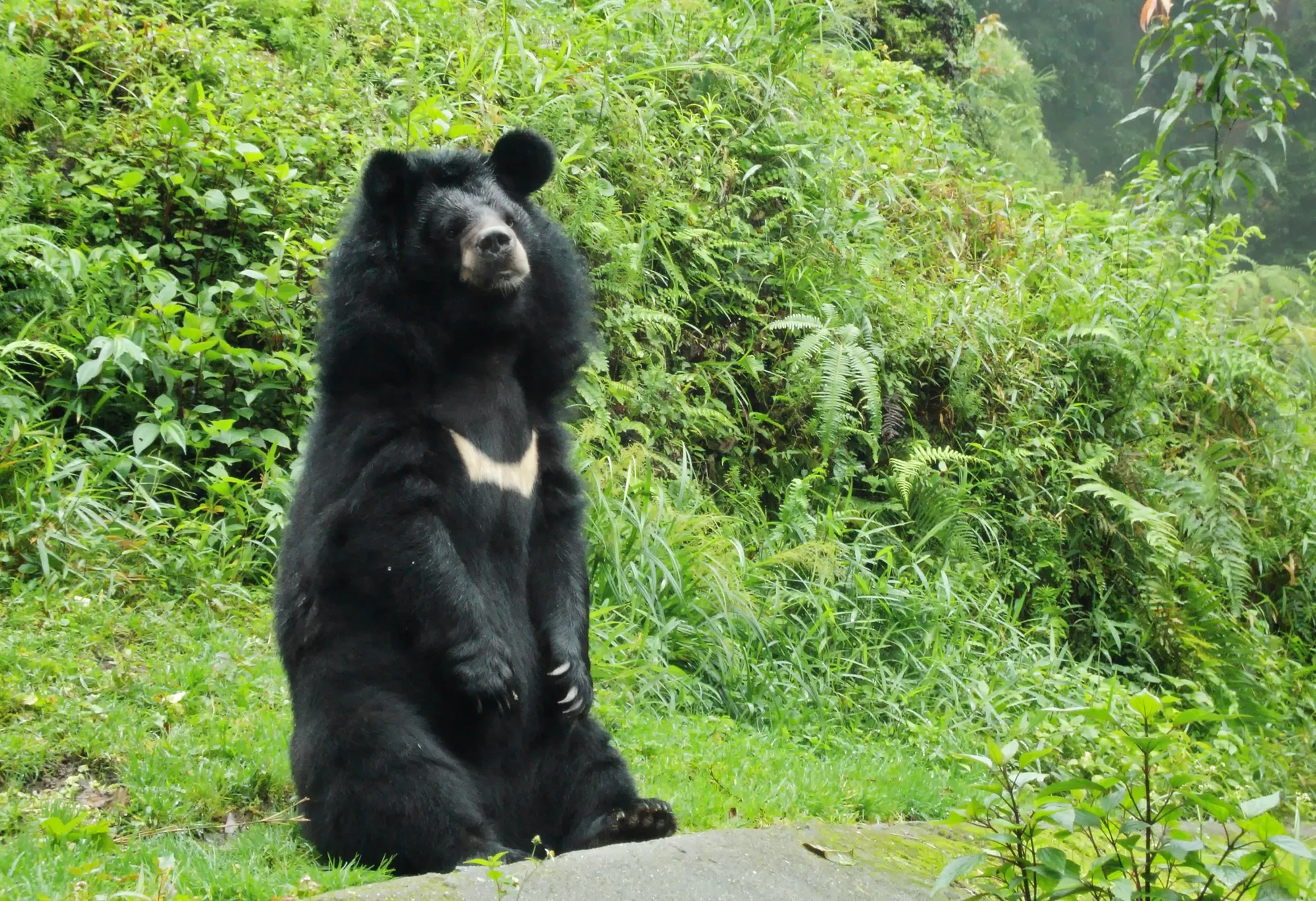 ヒマラヤ山脈の森林を歩くヒマラヤツキノワグマ