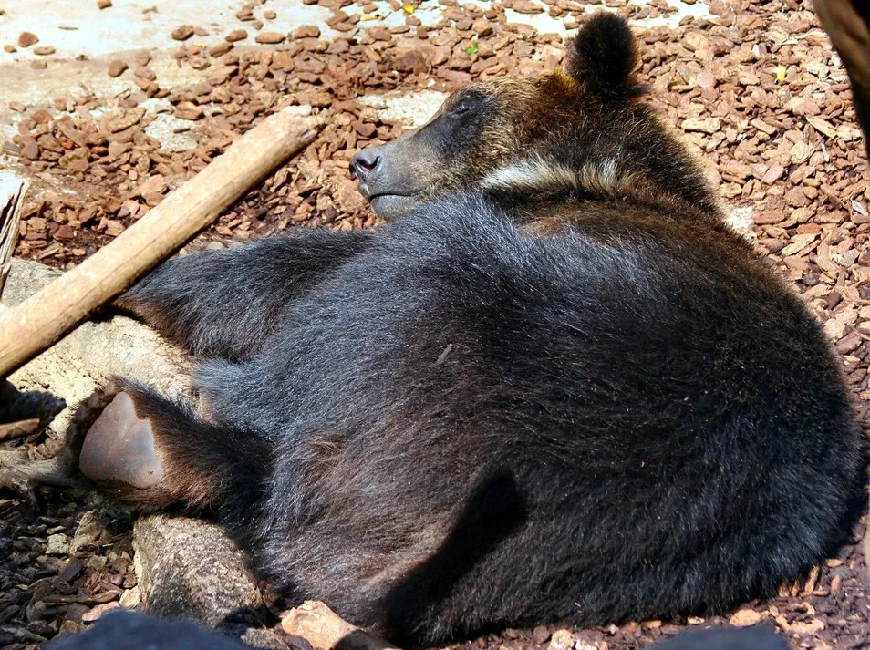 日本ツキノワグマ