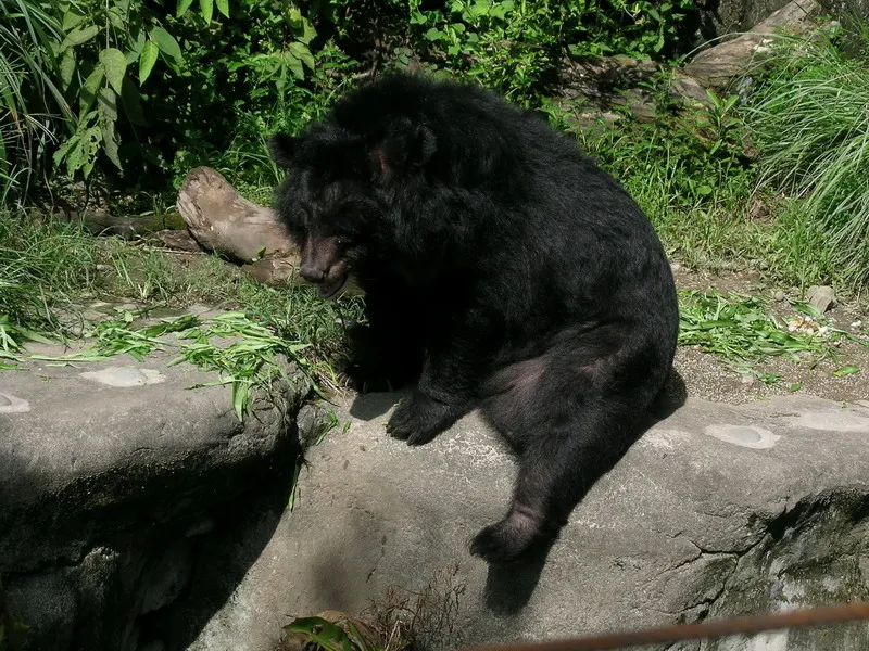 台湾ツキノワグマ