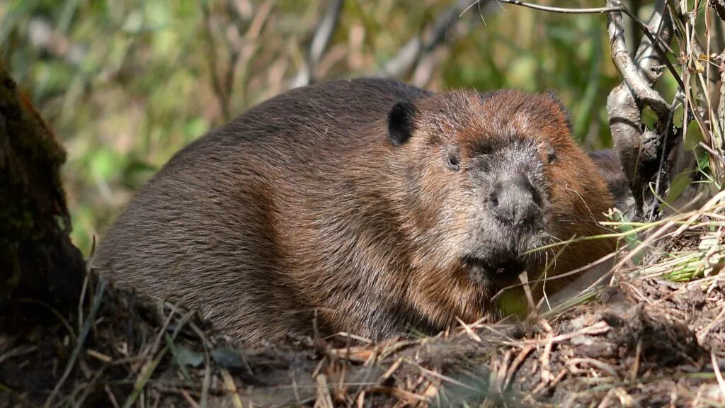 Beaver