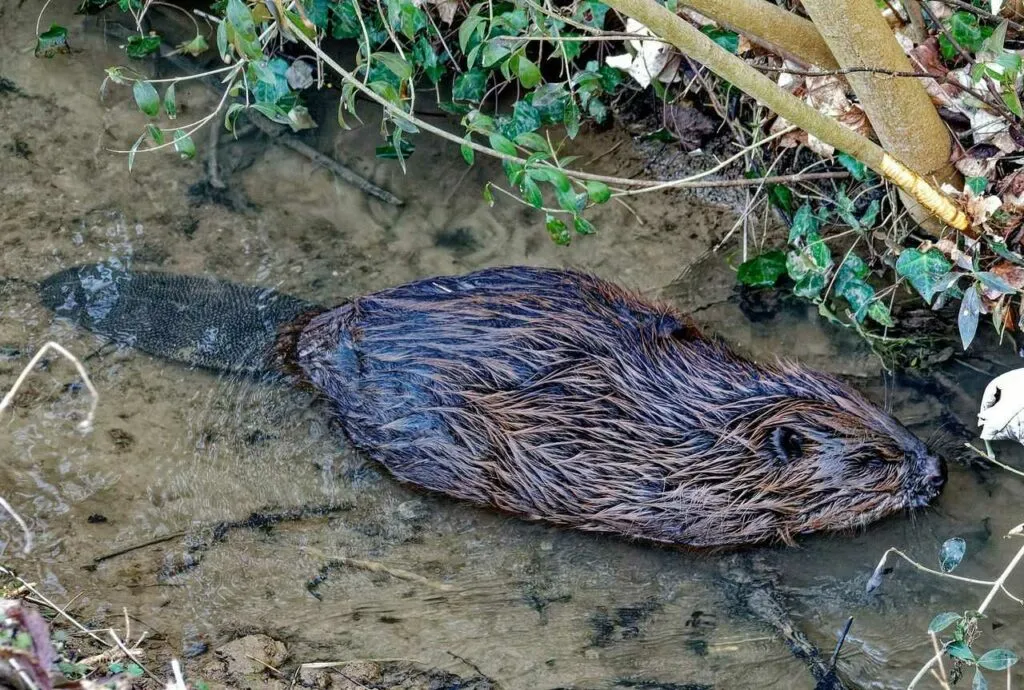 Beaver