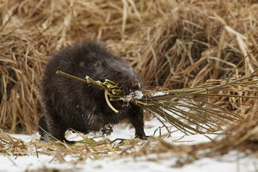 Beaver