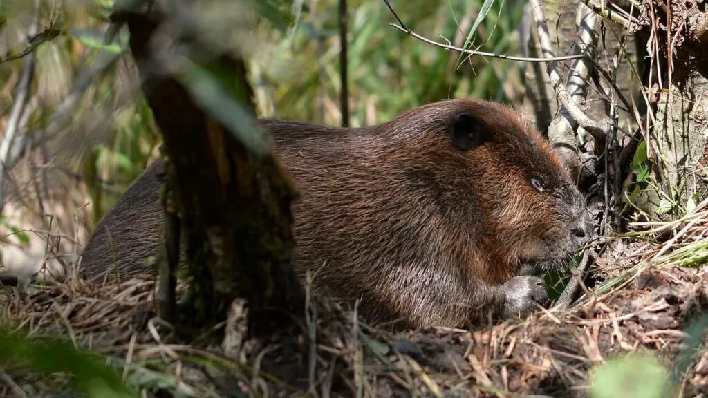 Beaver