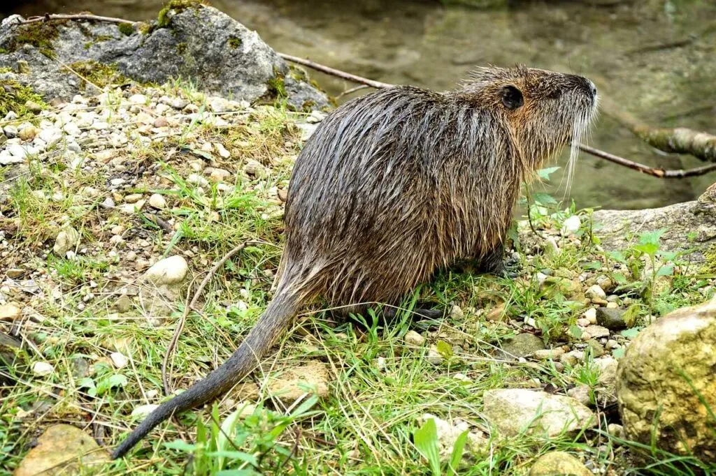 Beaver