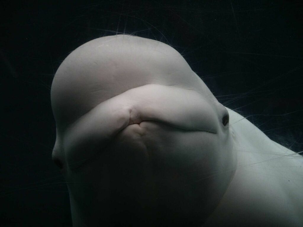 Beluga