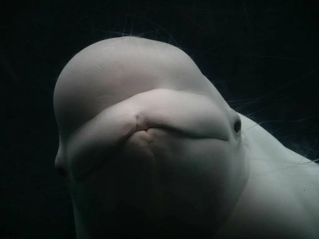 Beluga